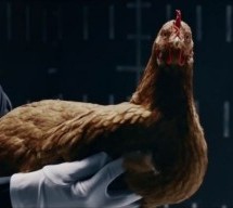 Mercedesove ‘rasplesane kokoši’ – reklama godine! (VIDEO)