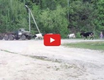 Video: Idiot jurio kamionom pa naletio na krdo krava!