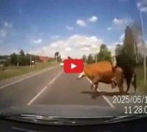 Video: Bizarna nesreća! Automobilom udario bika i kravu dok su se parili!