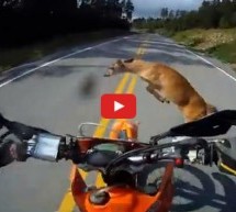 Video: Motorista jurio cestom i naletio na jelena koji ga je katapultirao s motora!