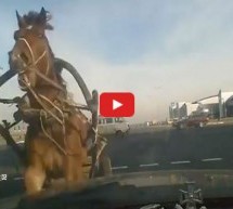 Video: Pogledajte kako je čovjek vozeći kola s upregnutim konjem svom silinom udario u automobil!