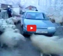 Video: Ovako nešto sigurno niste vidjeli! Urnebesne ovce napale čovjeka u automobilu!