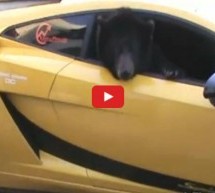 Video: Bogataš u Lamborghiniju vozi medvjeda i izaziva opštu ludnicu u gradu