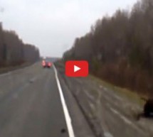 Video: I to se događa! Ruski vozač na cesti autom udario u velikog crnog medvjeda