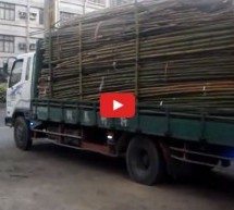 Video: Lijeni kamiondžija kao gazda bez ičije pomoći istovario kamion za minut