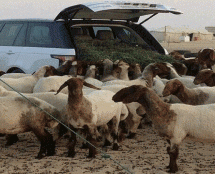 Video: Arapski stočar prevozi i hrani ovce u novom Range Roveru iz 2014. godine!