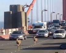 Video: Grupa jelena kompletno zaustavila saobraćaj na mostu Golden Gate u San Francisku