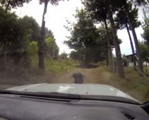 Video: Vozač napadnut u šumi! Ovan jači od Subaru-a!