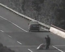 Video: Par na autocesti pokušava ugurati svinju u gepek