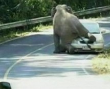 Video: Slon ih zaustavio, pa im zgnječio auto!