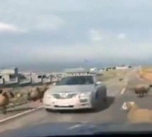 Video: Ovan se greškom zabio u Toyotu pa mu slupao automobil