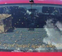 Vozač zaustavljen u autu punom roja pčela: Neće vam ništa, ‘bezopasne’ su!