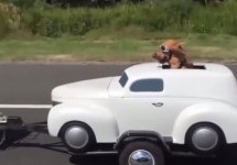 PUKNUT ĆETE OD SMIJEHA: Urnebesni pas juri cestom u auto-prikolici i vozačkim naočalama