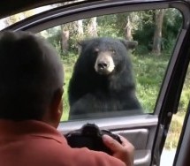 DOBAR DAN, IMATE LI ŠTA DA PRIJAVITE: Medvjed otvorio vrata automobila! (VIDEO)