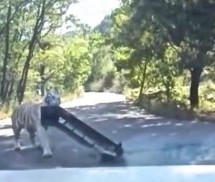 Vozio se kroz šumu, a onda ga napao Sibirski tigar i odvalio mu branik sa VW Jetta-e (VIDEO)