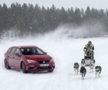 NEOBIČNA UTRKA: Ko je brži, 300 konja ili šest pasa? (VIDEO)