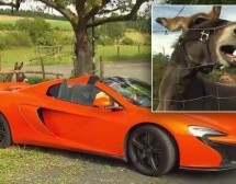 Pogledajte kako je magarac oštetio 300.000 € vrijedan McLaren (VIDEO)