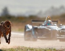 ŽIVOTINJA PROTIV MAŠINE: Ko je brži – gepard ili Formula E? (VIDEO)